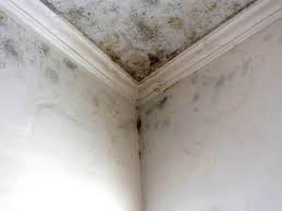 Environmental Consulting for Mold Prevention in Warm Springs, OR